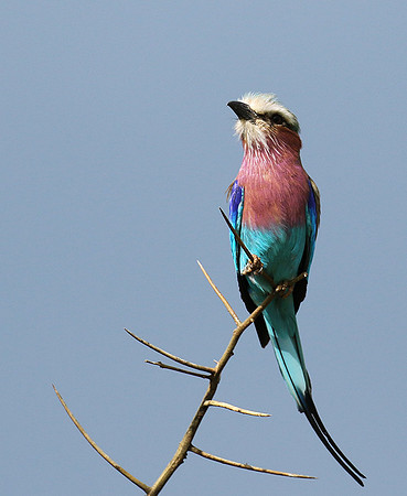 Lilac-breasted roller - Grumeti