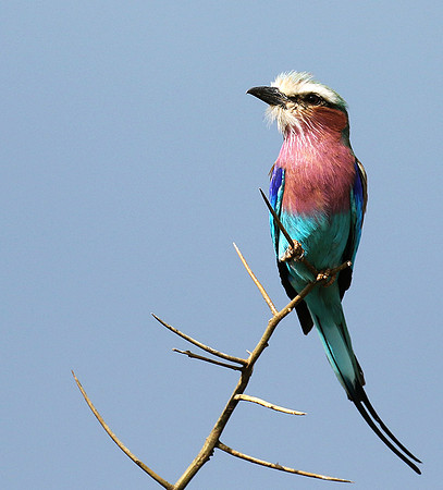 Lilac-breasted roller - Grumeti