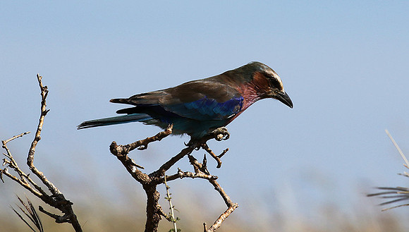 Lilac-breasted roller - Grumeti