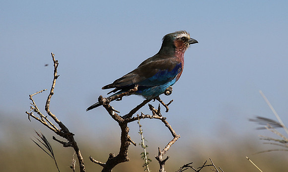 Lilac-breasted roller - Grumeti