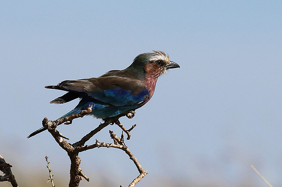 Lilac-breasted roller - Grumeti