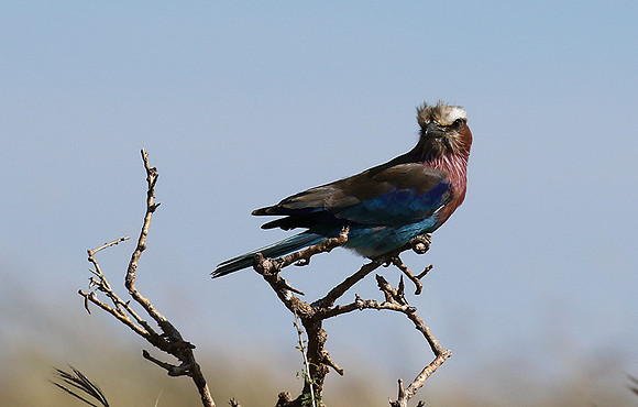 Lilac-breasted roller - Grumeti