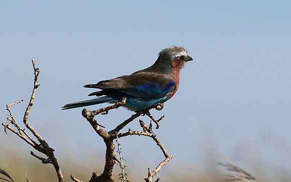 Lilac-breasted roller - Grumeti