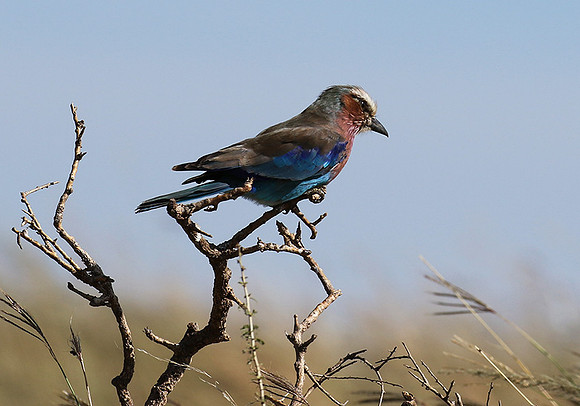 Lilac-breasted roller - Grumeti