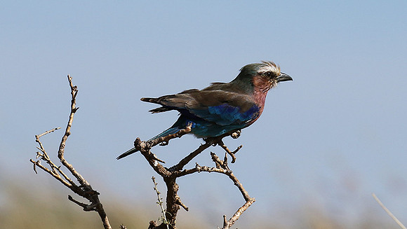Lilac-breasted roller - Grumeti
