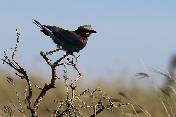 Lilac-breasted roller - Grumeti