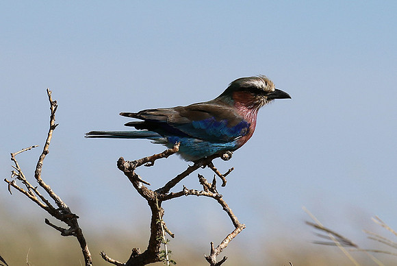 Lilac-breasted roller - Grumeti