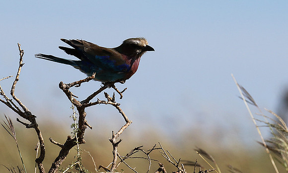Lilac-breasted roller - Grumeti