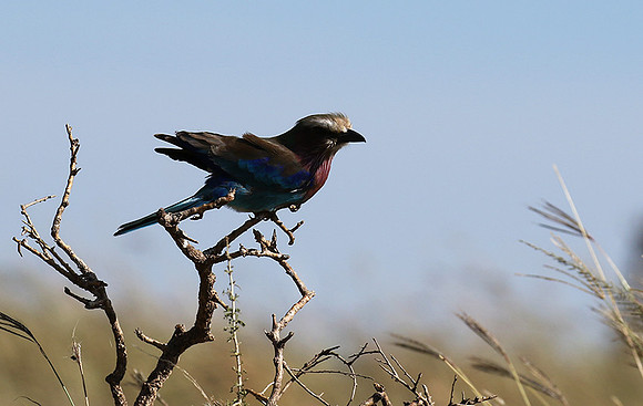 Lilac-breasted roller - Grumeti
