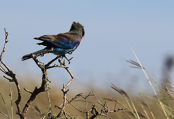 Lilac-breasted roller - Grumeti
