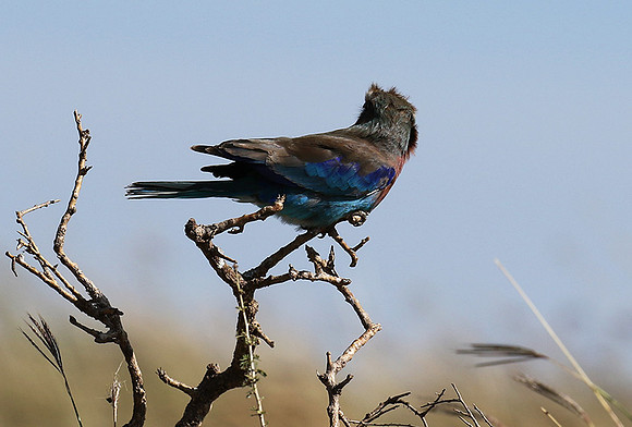 Lilac-breasted roller - Grumeti