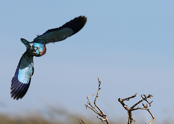 Lilac-breasted roller - Grumeti
