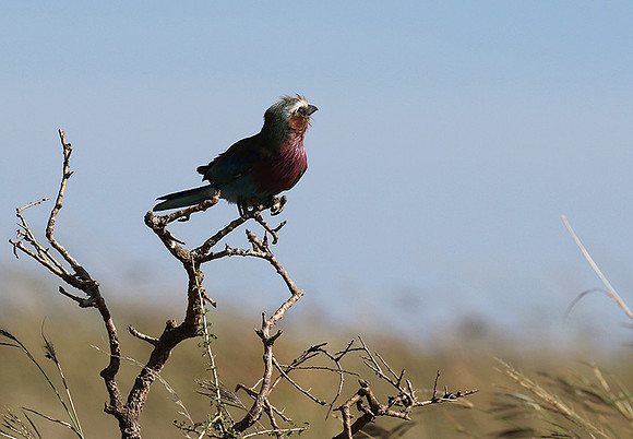 Lilac-breasted roller - Grumeti