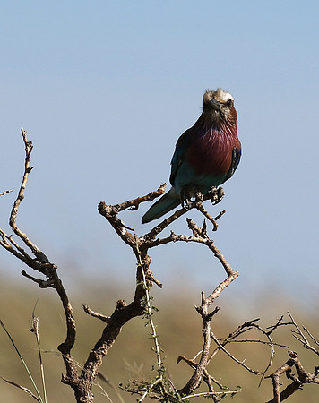 Lilac-breasted roller - Grumeti