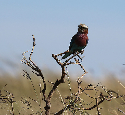 Lilac-breasted roller - Grumeti