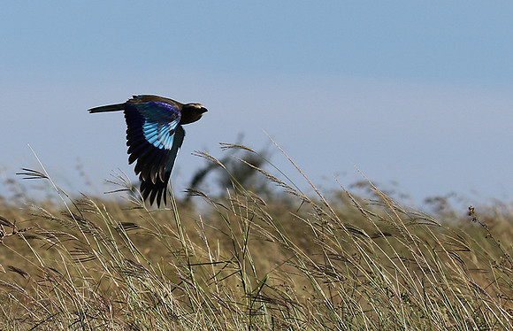 Lilac-breasted roller - Grumeti