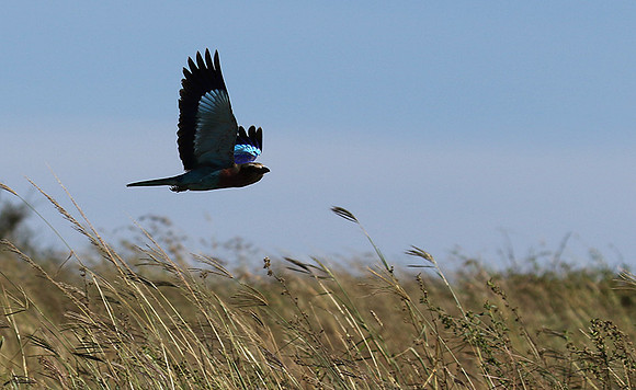 Lilac-breasted roller - Grumeti