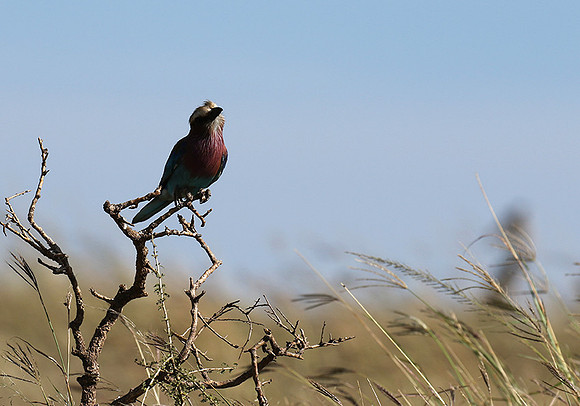 Lilac-breasted roller - Grumeti