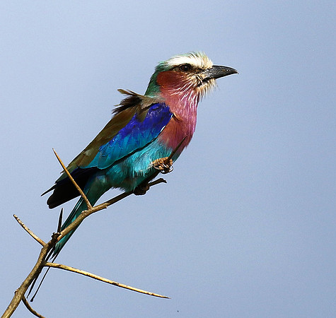 Lilac-breasted roller - Grumeti