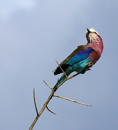 Lilac-breasted roller - Grumeti