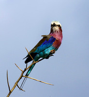 Lilac-breasted roller - Grumeti