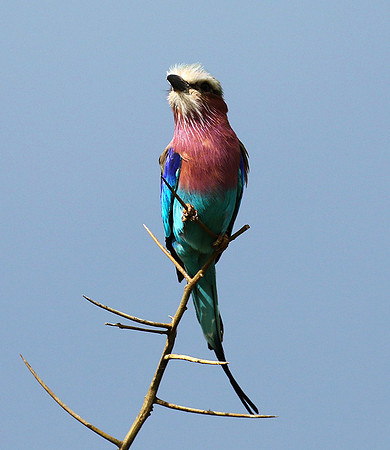 Lilac-breasted roller - Grumeti