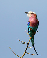 Lilac-breasted roller - Grumeti