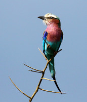 Lilac-breasted roller - Grumeti