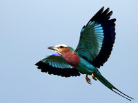 Lilac-breasted roller - Grumeti