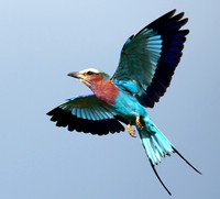 Lilac-breasted roller - Grumeti
