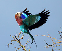 Lilac-breasted roller - Grumeti