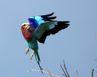 Lilac-breasted roller - Grumeti