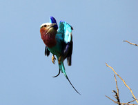 Lilac-breasted roller - Grumeti