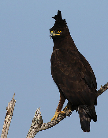 Long-crested eagle - Grumeti