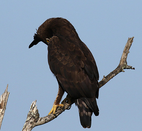 Long-crested eagle - Grumeti