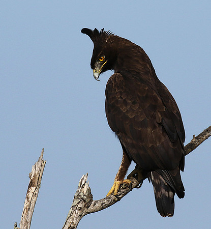 Long-crested eagle - Grumeti