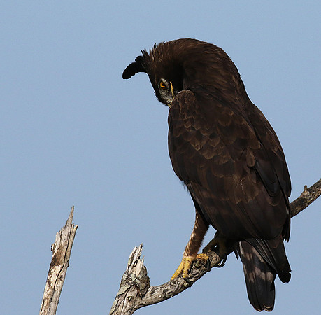 Long-crested eagle - Grumeti