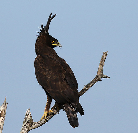 Long-crested eagle - Grumeti