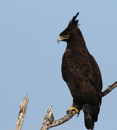 Long-crested eagle - Grumeti