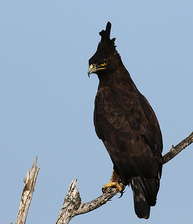 Long-crested eagle - Grumeti