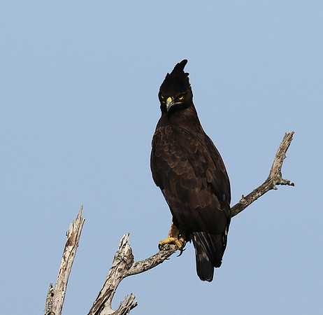 Long-crested eagle - Grumeti