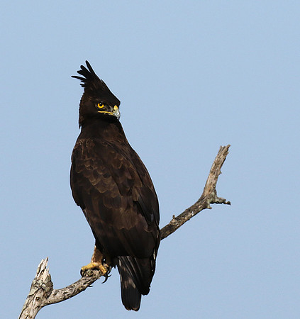Long-crested eagle - Grumeti