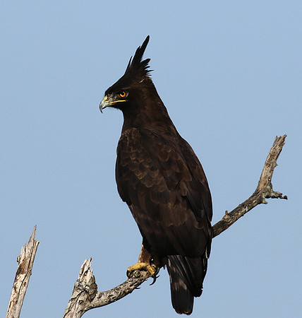 Long-crested eagle - Grumeti