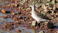 Marsh sandpiper - Grumeti