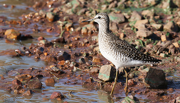 Marsh sandpiper - Grumeti