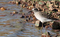 Marsh sandpiper - Grumeti