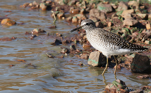 Marsh sandpiper - Grumeti