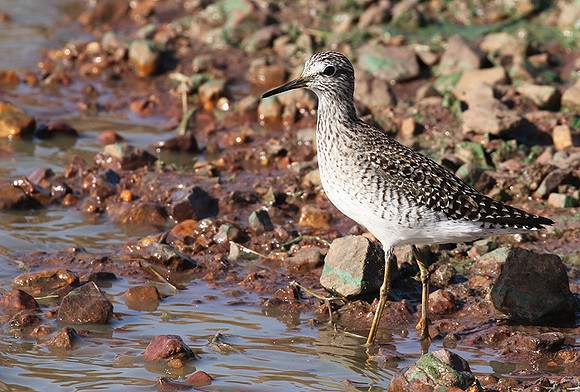 Marsh sandpiper - Grumeti