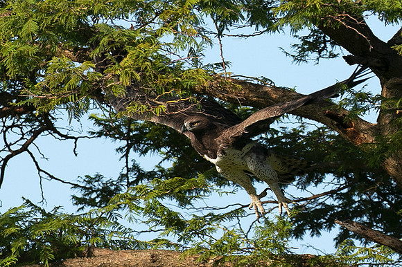 Martial eagle - Grumeti