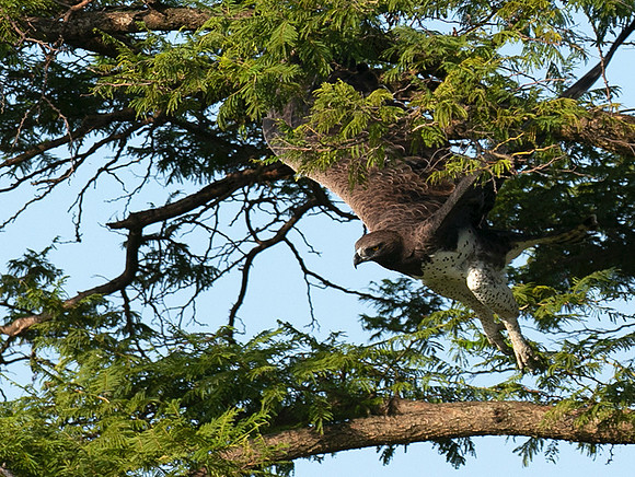 Martial eagle - Grumeti